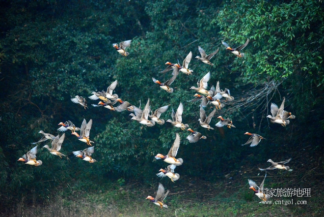 進(jìn)入初冬，大批野生鴛鴦陸續(xù)飛抵江西婺源縣賦春鎮(zhèn)鴛鴦湖越冬，小精靈們在湖面上或相互依偎、卿卿我我；或隨波逐流、嬉戲打鬧，悠閑自在生活在青山綠水之間，優(yōu)良的水域和豐富的湖畔闊葉林，為鴛鴦過冬提供良好生存環(huán)境，婺源鴛鴦湖已成為亞洲最大的野生鴛鴦越冬棲息地。（攝于12月4日下午）