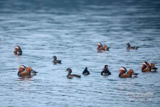進(jìn)入初冬，大批野生鴛鴦陸續(xù)飛抵江西婺源縣賦春鎮(zhèn)鴛鴦湖越冬，小精靈們在湖面上或相互依偎、卿卿我我；或隨波逐流、嬉戲打鬧，悠閑自在生活在青山綠水之間，優(yōu)良的水域和豐富的湖畔闊葉林，為鴛鴦過冬提供良好生存環(huán)境，婺源鴛鴦湖已成為亞洲最大的野生鴛鴦越冬棲息地。（攝于12月4日下午）