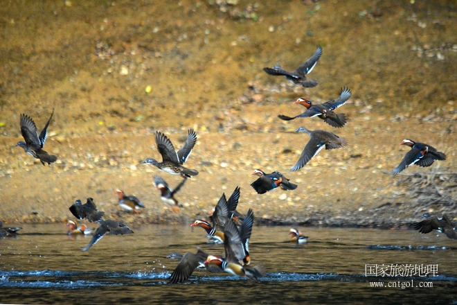 進(jìn)入初冬，大批野生鴛鴦陸續(xù)飛抵江西婺源縣賦春鎮(zhèn)鴛鴦湖越冬，小精靈們在湖面上或相互依偎、卿卿我我；或隨波逐流、嬉戲打鬧，悠閑自在生活在青山綠水之間，優(yōu)良的水域和豐富的湖畔闊葉林，為鴛鴦過冬提供良好生存環(huán)境，婺源鴛鴦湖已成為亞洲最大的野生鴛鴦越冬棲息地。（攝于12月4日下午）
